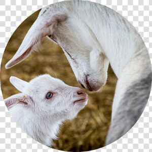 Only Export grade  High Quality Goat Milk Is Used In   Sheep  HD Png Download