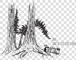 Tree Looking At Fungi   Drawn Tree Root  HD Png Download