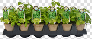 Vegetable Plants Png   Starter Plants  Transparent Png