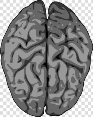 I M With Stupid Heart And Brain   Transparent Cartoons   Grey Brain Clipart  HD Png Download