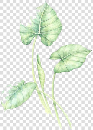 Watercolor Leaves Green Free Png Hq Clipart   Anthurium  Transparent Png