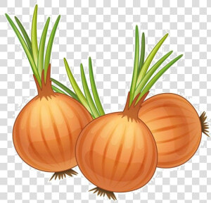 Transparent Onion Png   Cartoon Picture Of Onions  Png Download