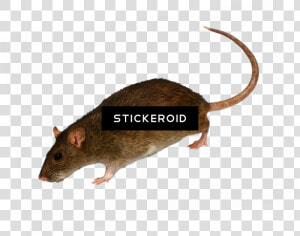 Marsh Rice Rat   Png Download  Transparent Png