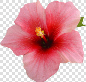  flower  pink  hibiscus  summer  kawaii   Single Hibiscus Flower On A Black Background  HD Png Download