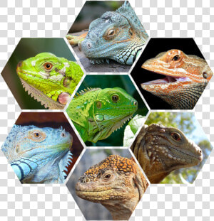 Reptiles Png  Transparent Png