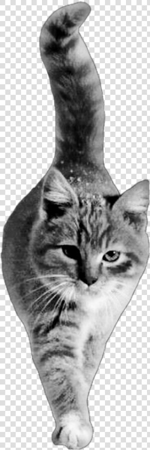  cat  walking  bw My  cutout Not  freetoedit   Cat Walking Png Cutout  Transparent Png