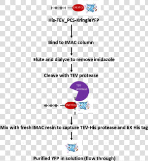 Tev Protease Cleavage Site  HD Png Download