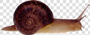 Snail Png   Snail Transparent Png  Png Download