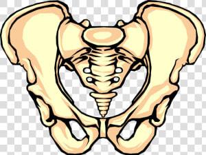 Vector Illustration Of Human Pelvis Bone   Pelvic Bone Clipart  HD Png Download