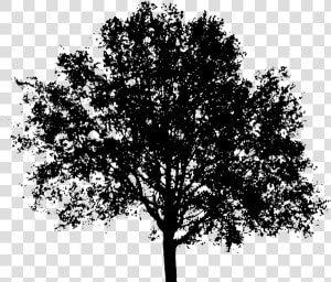 Arvore Preta Png   Tree Silhouette Transparent Background  Png Download