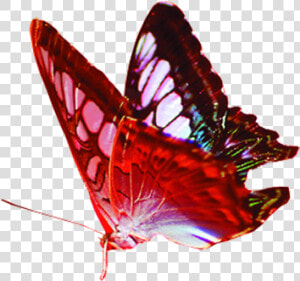 Butterfly Gratis Red   Transparent Background Png Format Butterflies Png  Png Download