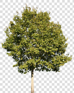 Platanus Tree Cut Out  HD Png Download