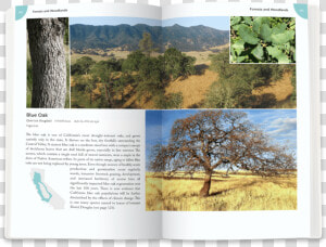 Blue Oak   California Plants A Guide To Our Iconic Flora  HD Png Download