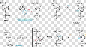 Dna Damage Mechanism   Free Radical Induced Damage To Dna Mechanism  HD Png Download