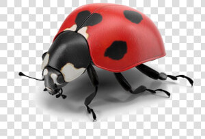 Ladybug Png Pic   Real Ladybug Png  Transparent Png