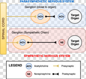 The Innervation Of The Sympathetic And Parasympathetic  HD Png Download