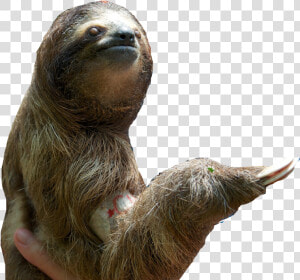 Download Sloth Png Pic   Sloth Png Transparent  Png Download