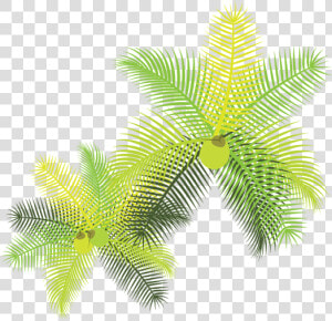 Tropical Leaves With Coconuts   Folhas Tropicais Png  Transparent Png