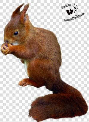 Cut out Stock Png   Cut Out Squirrel  Transparent Png