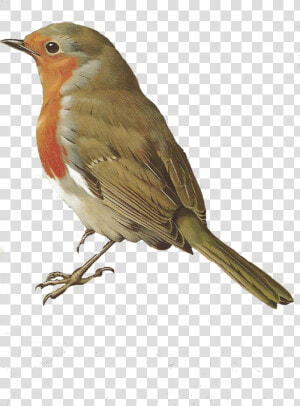 Bird Png   Bird Robin Png  Transparent Png