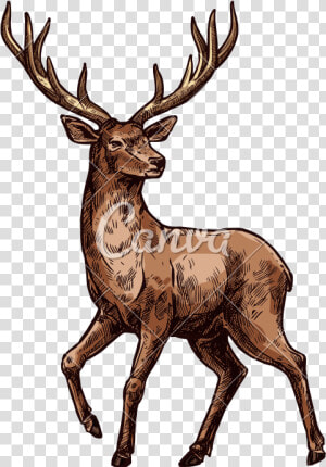 Elk Sketch Of Wild Mammal Animal   Hirsch Bilder Zum Drucken  HD Png Download