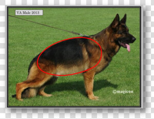 Picture   Show Line Vs Working Line German Shepherd  HD Png Download