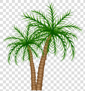 Transparent Palm Trees Clipart   Palm Tree No Background  HD Png Download