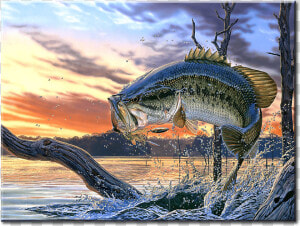 Cool Background Cool Fish  HD Png Download