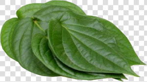 Paan Leaves  HD Png Download