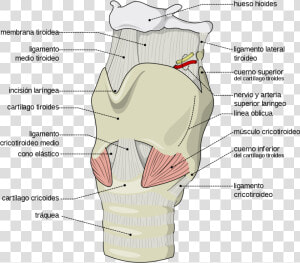 Label The Features Of The Larynx Region  HD Png Download