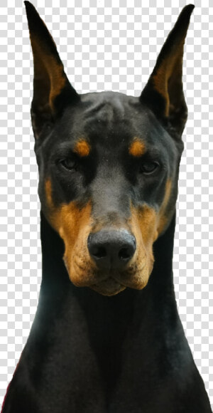 Dobermann  HD Png Download