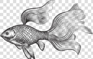 Betta Drawing At Getdrawings   Engraved Illustration Gold Fish  HD Png Download