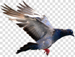 Flying Pigeon Png Image   Pigeon Bird Flying Png  Transparent Png