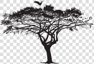 Tree Silhouette Photography   Tree With Bird Silhouette Png  Transparent Png