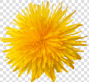 Dandelion Flower   Dandelion Clipart  HD Png Download