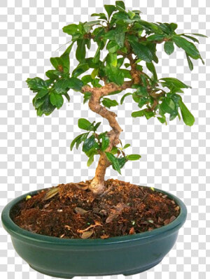 Bonsai Plantas Hermoso Png Hd   Flowerpot  Transparent Png