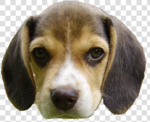 Beagle Puppy S Head   Dog Head Transparent Background  HD Png Download