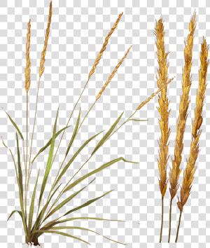 Feather Reed Grass Png  Transparent Png