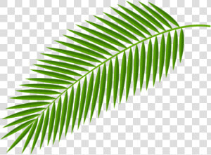 Palm Fronds Clipart Png   Palm Tree Leaf Png  Transparent Png