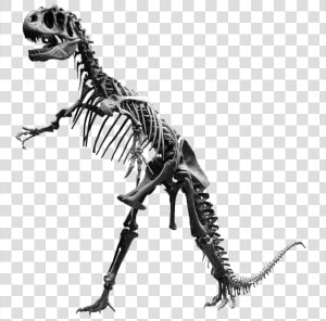 Transparent Dinosaur Bone Clipart   Dinosaur Bones Png  Png Download