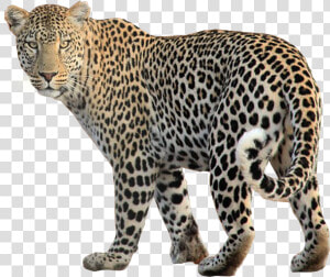 Leopard Looking For Prey Transparent Background Image   Leopard Transparent Background  HD Png Download