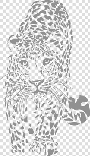 Leopard Websites  amp  Graphic Design   Leopard Black And White  HD Png Download