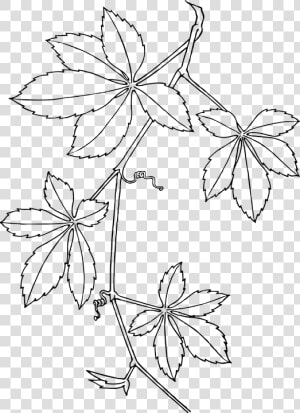 Creepers  Leaves  Vines  White  Plant  Branch  Dotted   Virginia Creeper  HD Png Download