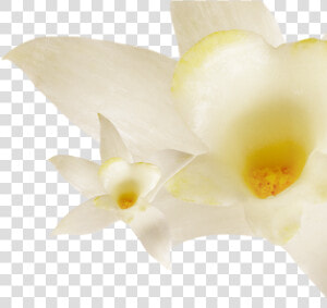 0  Fat Vanilla   Artificial Flower  HD Png Download