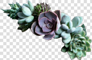 Succulents Flowercrown Green Plants   Succulent Jewelry  HD Png Download