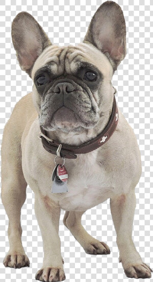 French Bulldog Temperament  HD Png Download