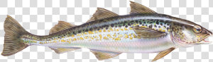 Alaska Pollock  HD Png Download