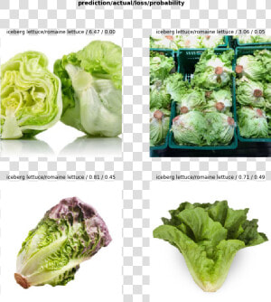 Iceberg Lettuce Romaine Lettuce  HD Png Download