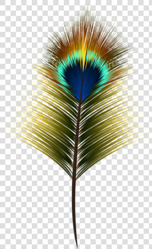 Transparent Elegant Heart Clipart   Peacock Feather Clipart Png  Png Download