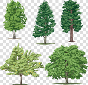 Shortleaf Black Spruce columbian Spruce balsam Fir white   Tom And Jerry Kids  HD Png Download